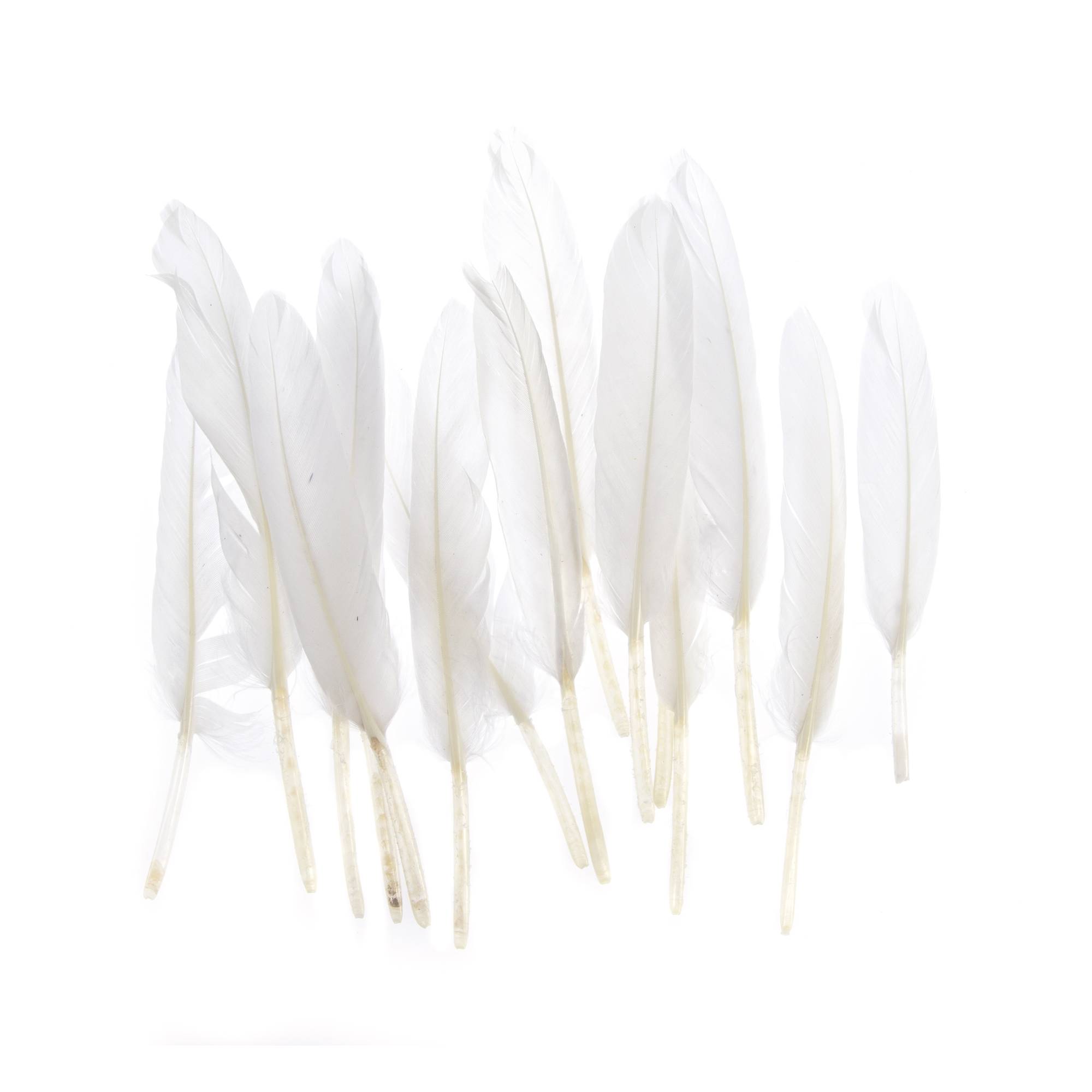 White Quill Feathers 15 Pack