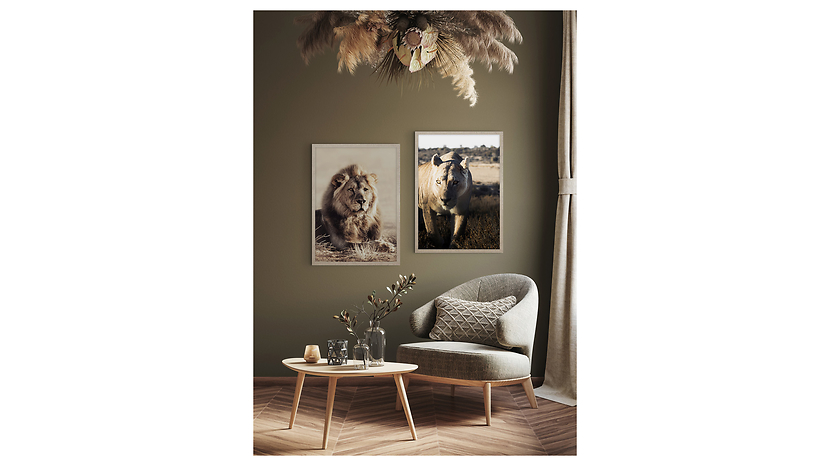 Obraz w ramie Lurking Lion 53x73 cm