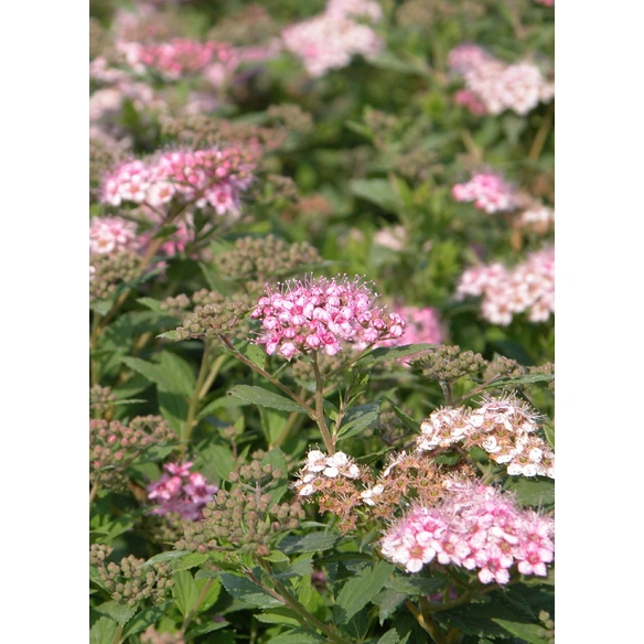 Spierstrauch, Spiraea japonica »Little Princess«, Blätter: grün, Blüten: rosa/pink