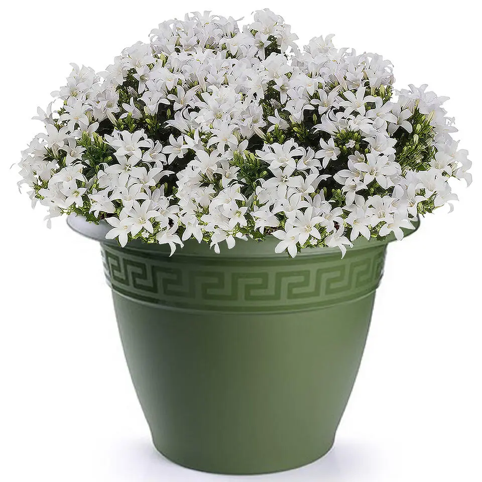 PlasticForte Plantenpot - donkergroen - 50x40 cm - kunststof