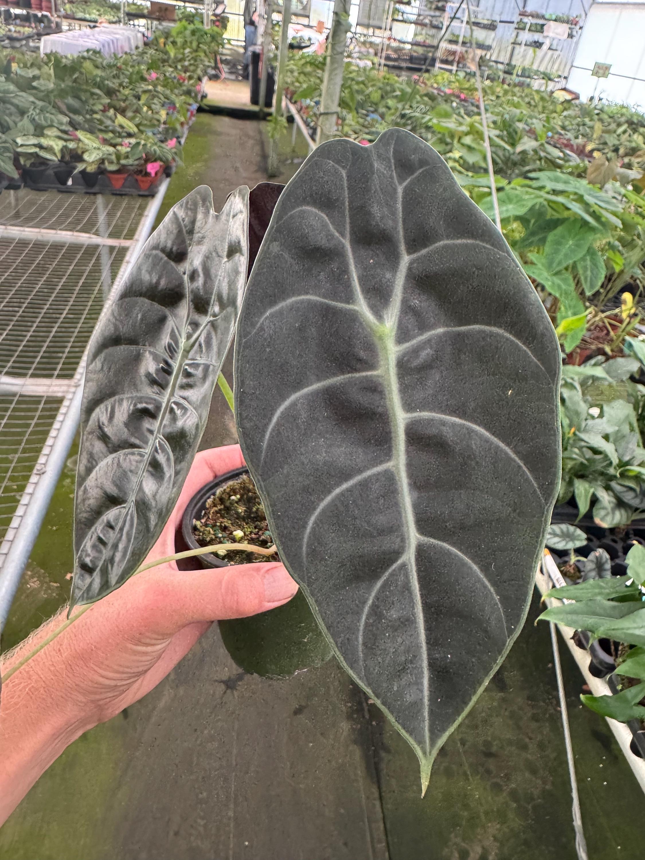 Alocasia Sedenii 4” pot (ALL PLANTS require you to purchase 2 plants!)