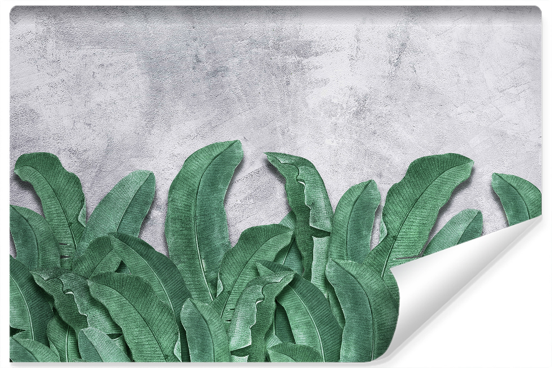 Fototapeta Ścienna LIŚCIE Bananowca Beton 90x60cm