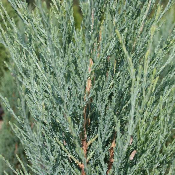 Pflanze »Juniperus scopulorum«, Blue Arrow, blau