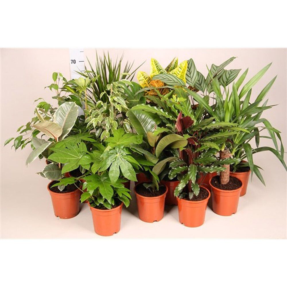 GRØNNE PLANTER FORSKJELLIGE SORTERKANNE 9 CM