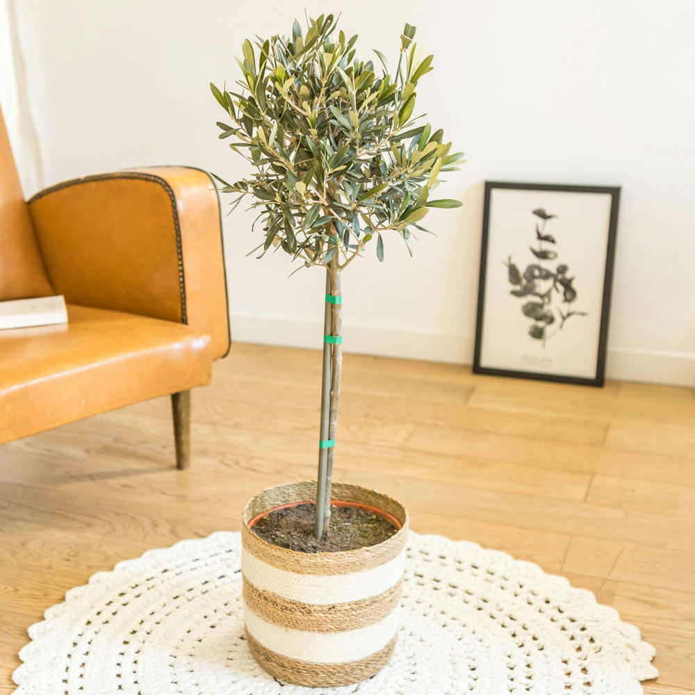 OLIVIER - Olivier provençal sans cache-pot