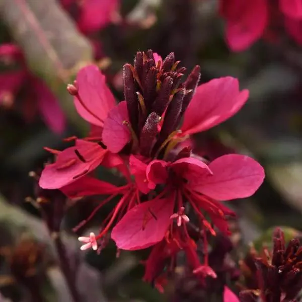 Gaura Dark Pink Butterflies