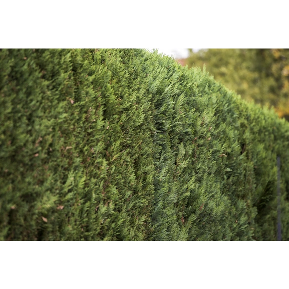 Blaue Scheinzypresse, Chamaecyparis lawsoniana »Columnaris«, winterhart