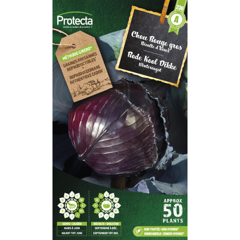 Semences de chou Rouge gros PROTECTA