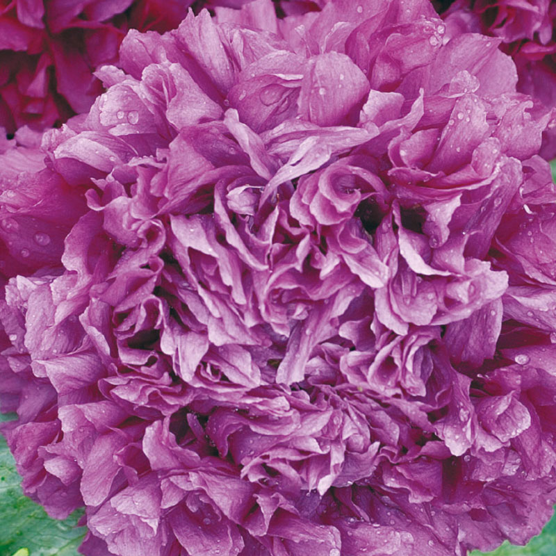 Opiumvallmo 'Paeony Purple Passion'