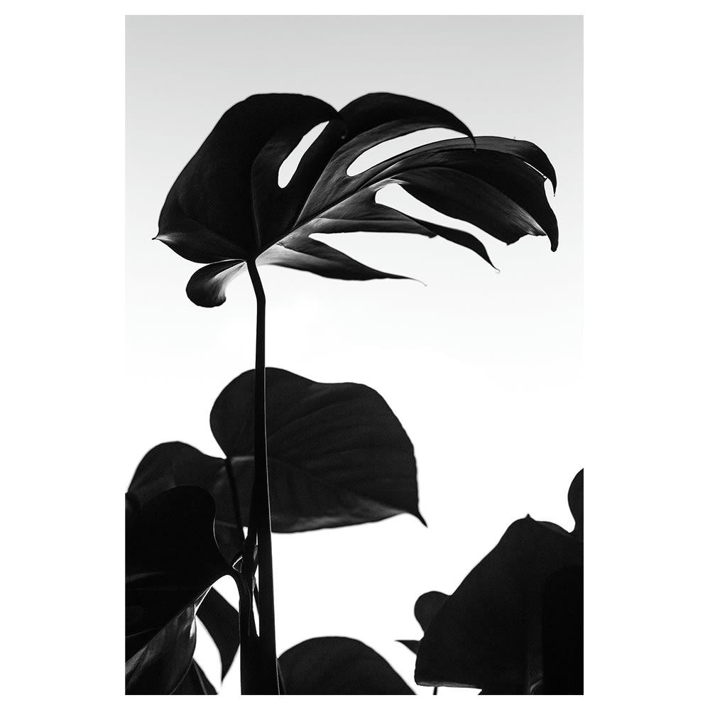 - Tableau impression sur toile grandes feuilles 60x90cm