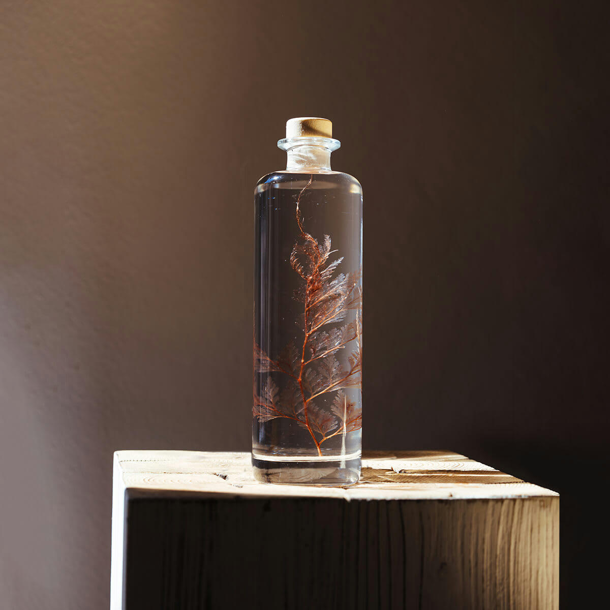 HERBARIUM DE THEOPHILE - Plante immergée Fougère Flocon blush