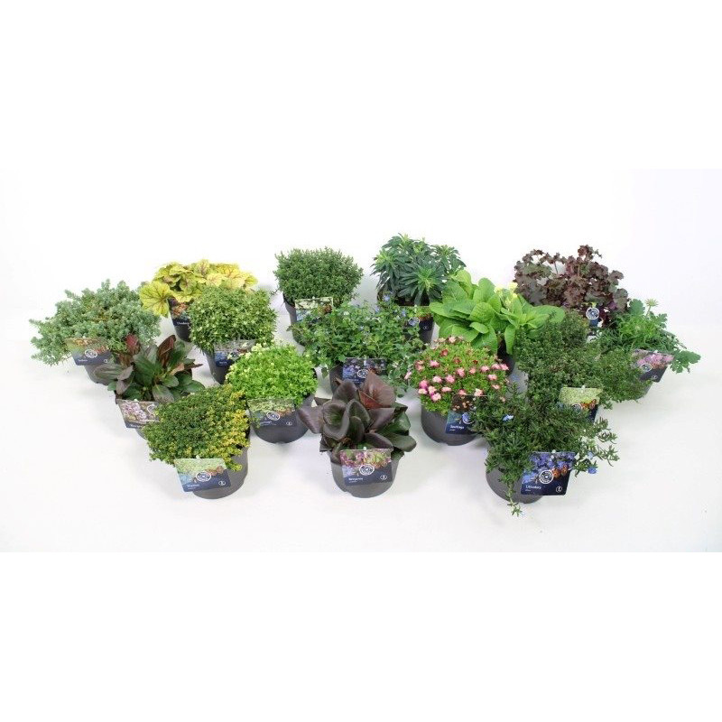 Plante vivace en pot Ø 17 cm