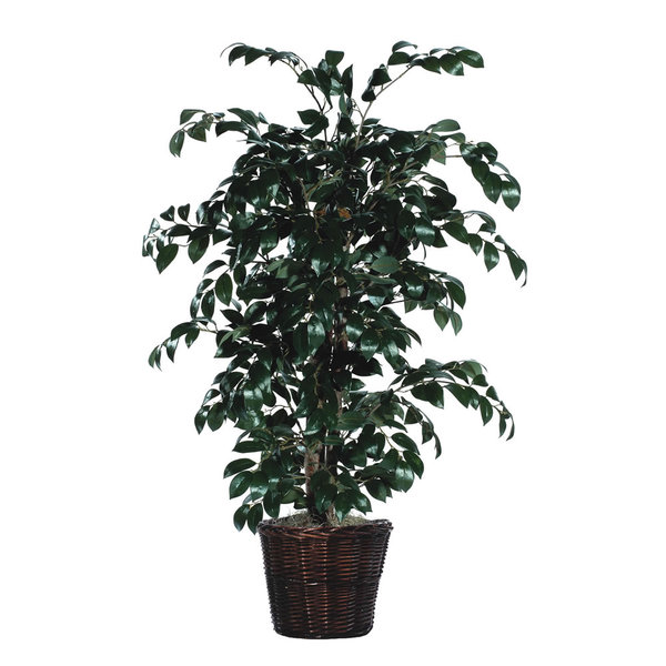 4' Sakaki Bush