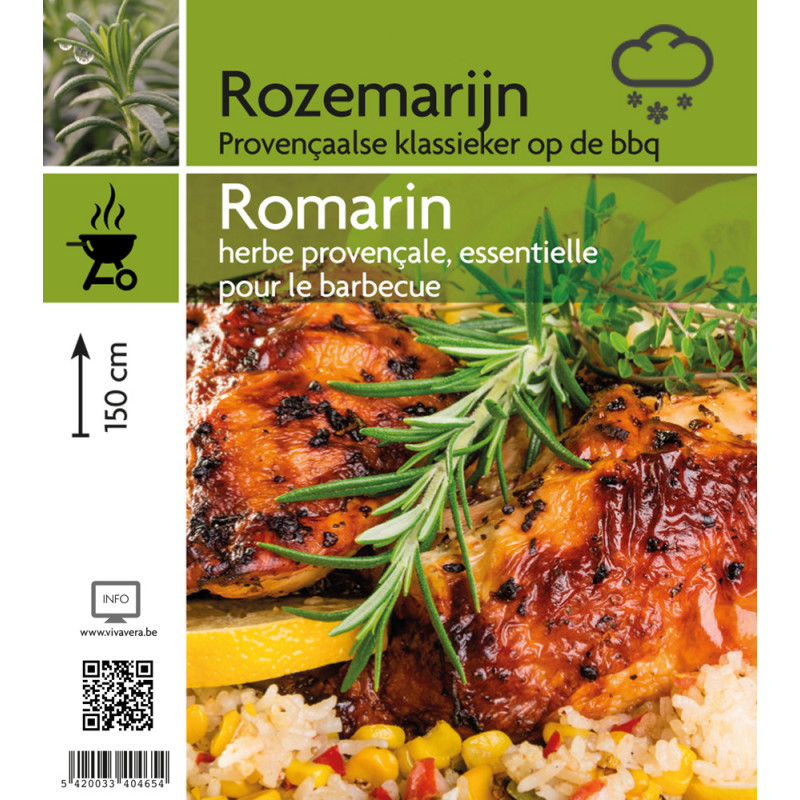 Romarin en pot