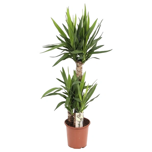 Grünpflanze, Yucca elephantipes, 3er Tuff T 21 H 110/120