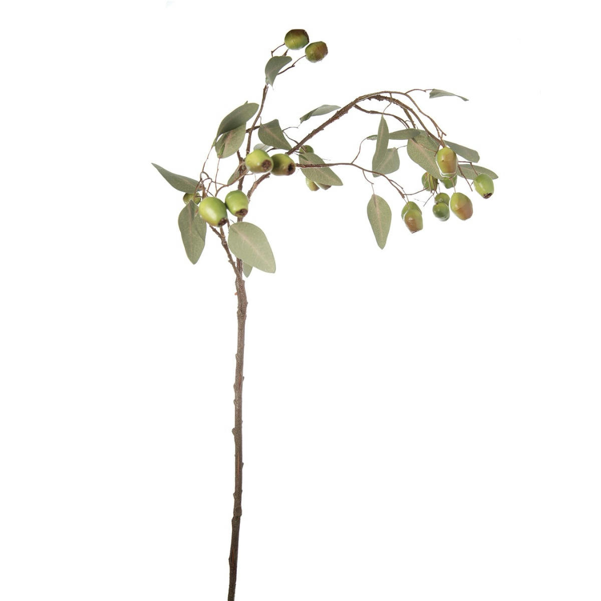 - Branche d'eucalyptus avec graines H71