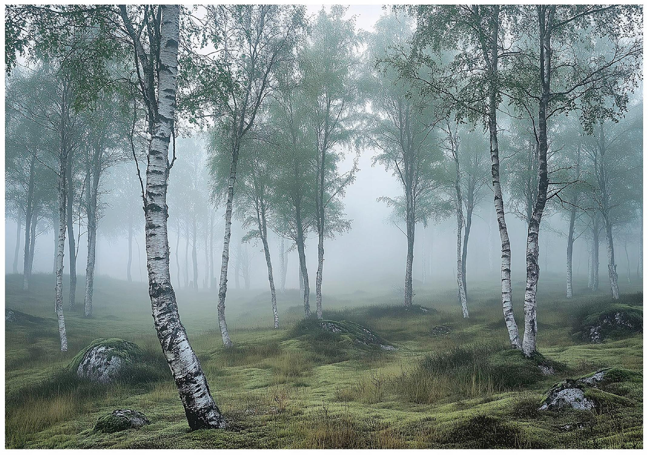 Fototapeta las brzozowy 3d natura mgła na ścianę sypialnia salon 250x175