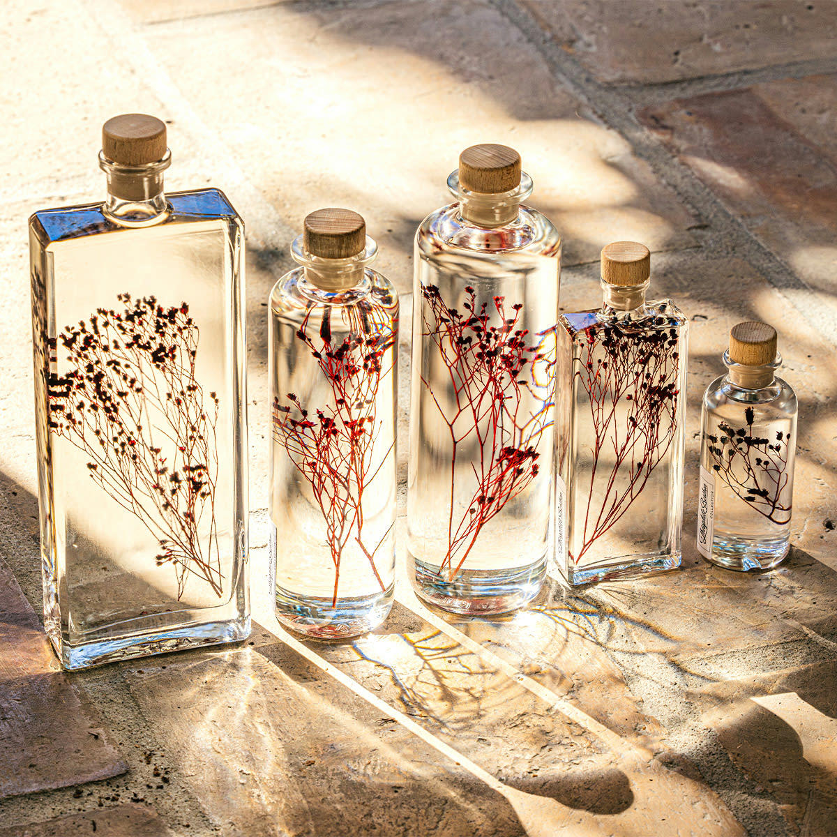 HERBARIUM DE THEOPHILE - Plante immergée Broom bloom rouge