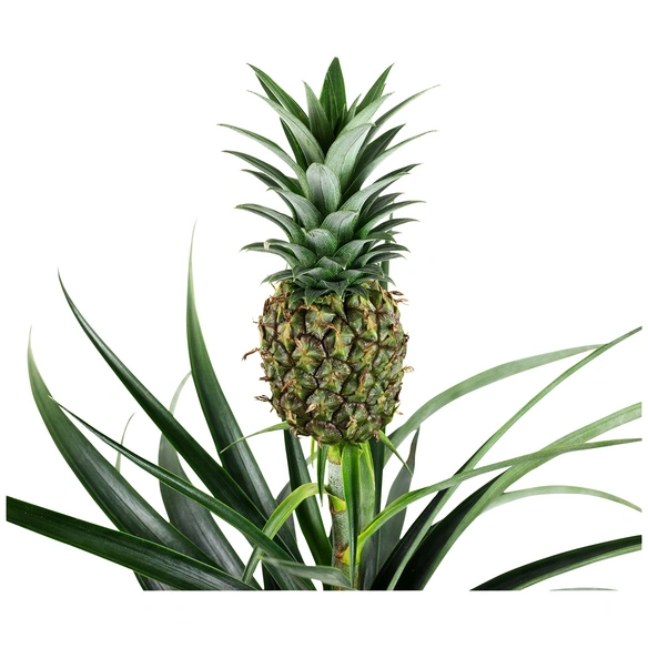 Zier-Ananas, Ananas comosus, Blütenfarbe: gelb