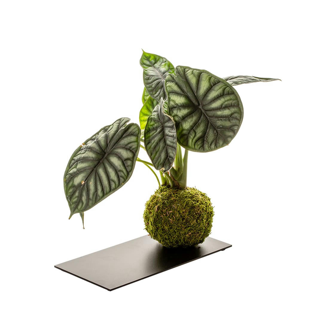 - Kokedama alocasia et plateau métal