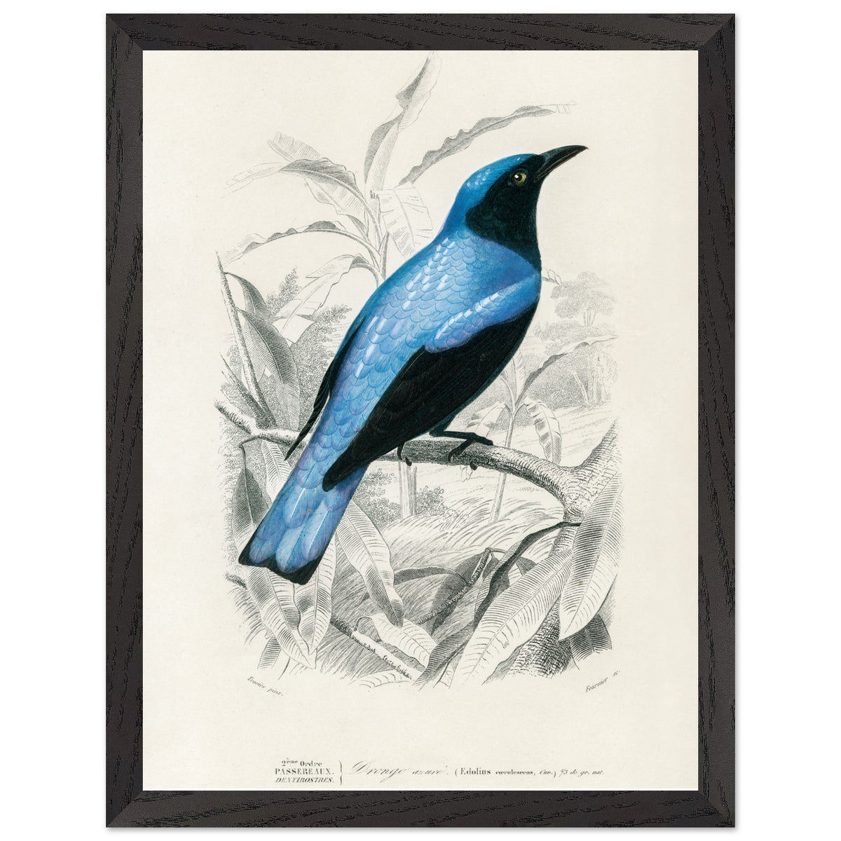 Artfulprints Poster met Lijst Charles Dessalines d'Orbigny - Square-tailed drongo (Edoius caerulescens)  - 30x40 cm - Blauw