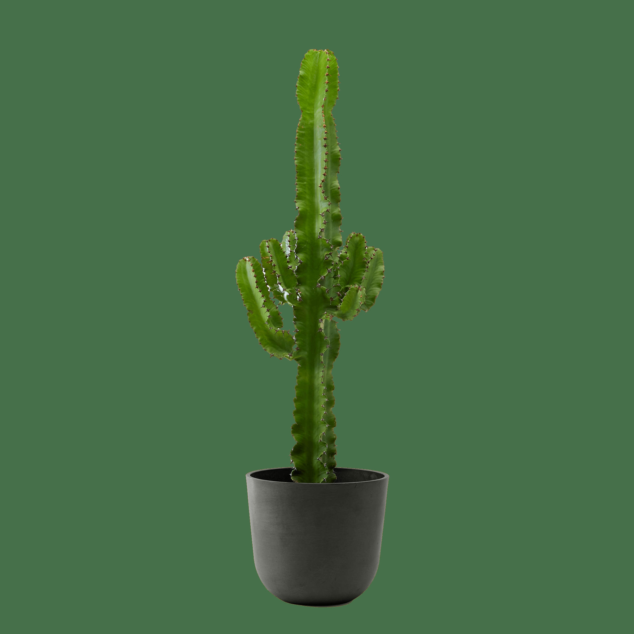 - Plante d'intérieur - Cactus Euphorbe de 80 cm en pot noir