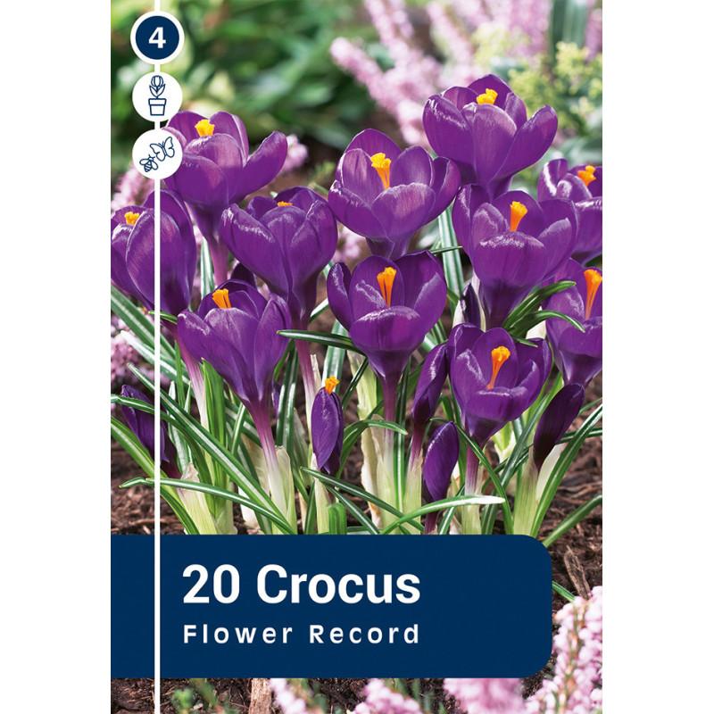 Bulbes de crocus Flower Record 20 pièces