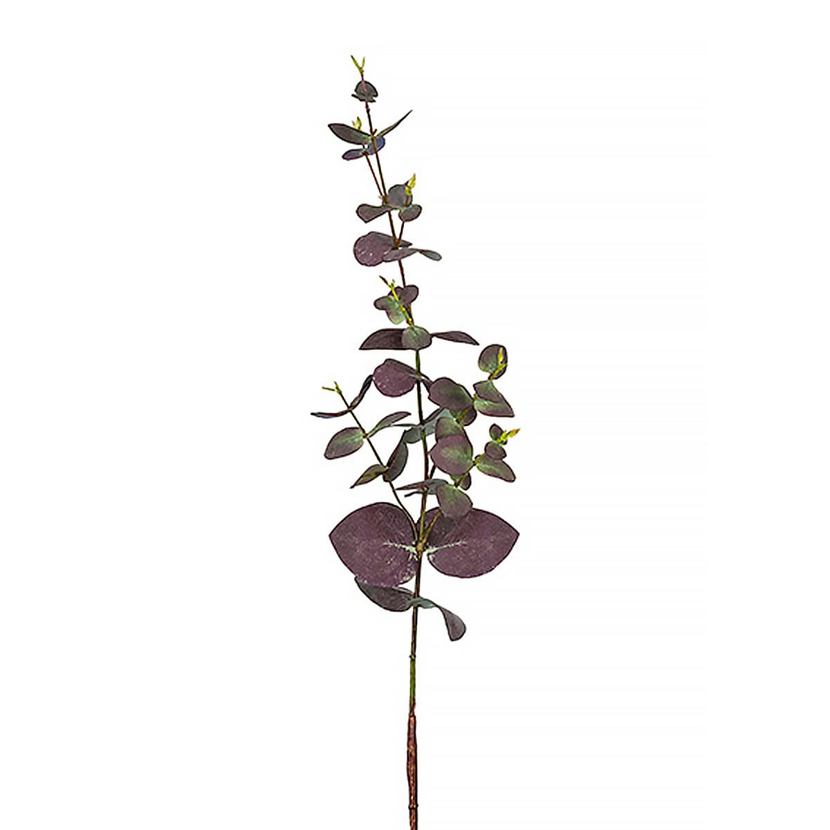 - Eucalyptus