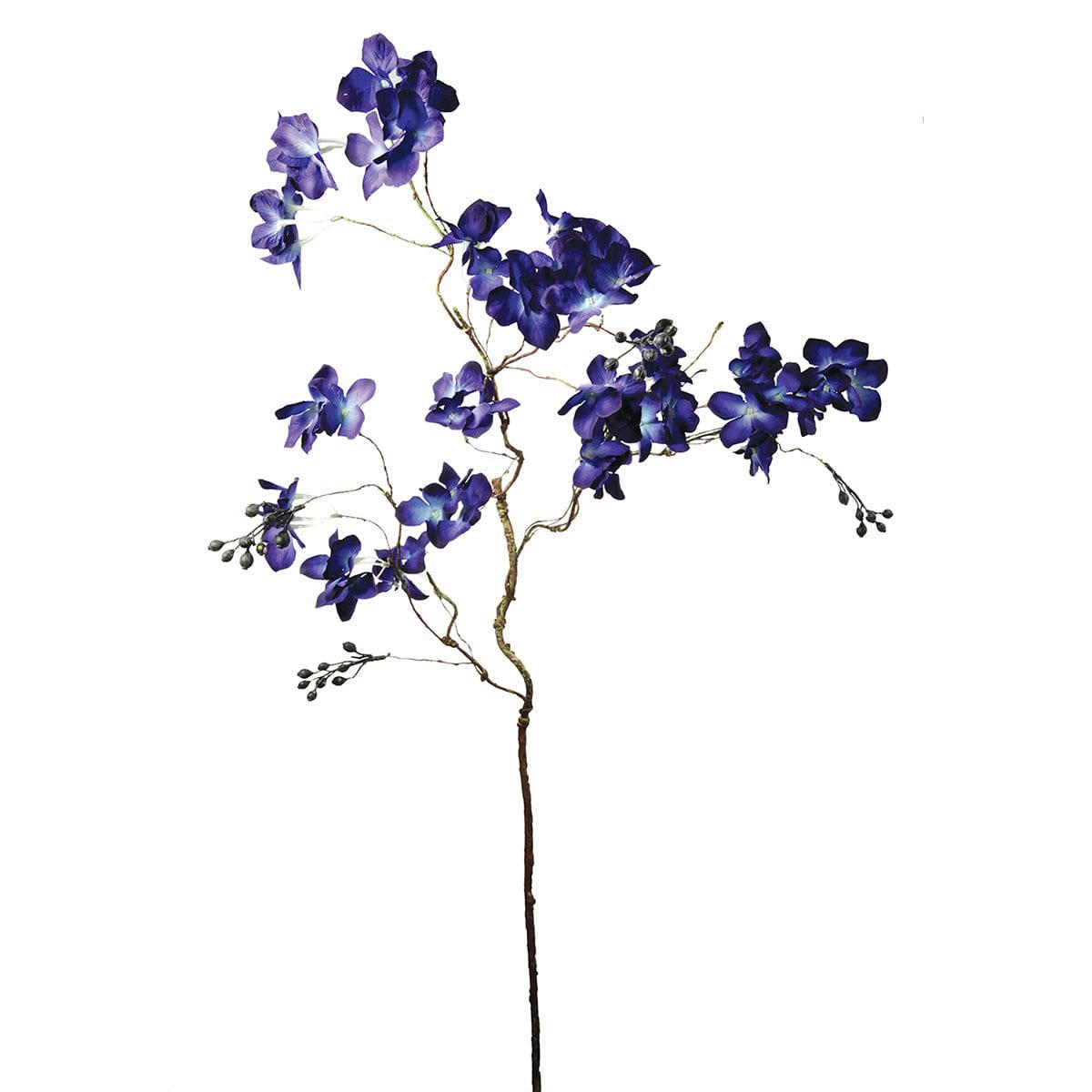 - Branche d'hortensia avec baies H109