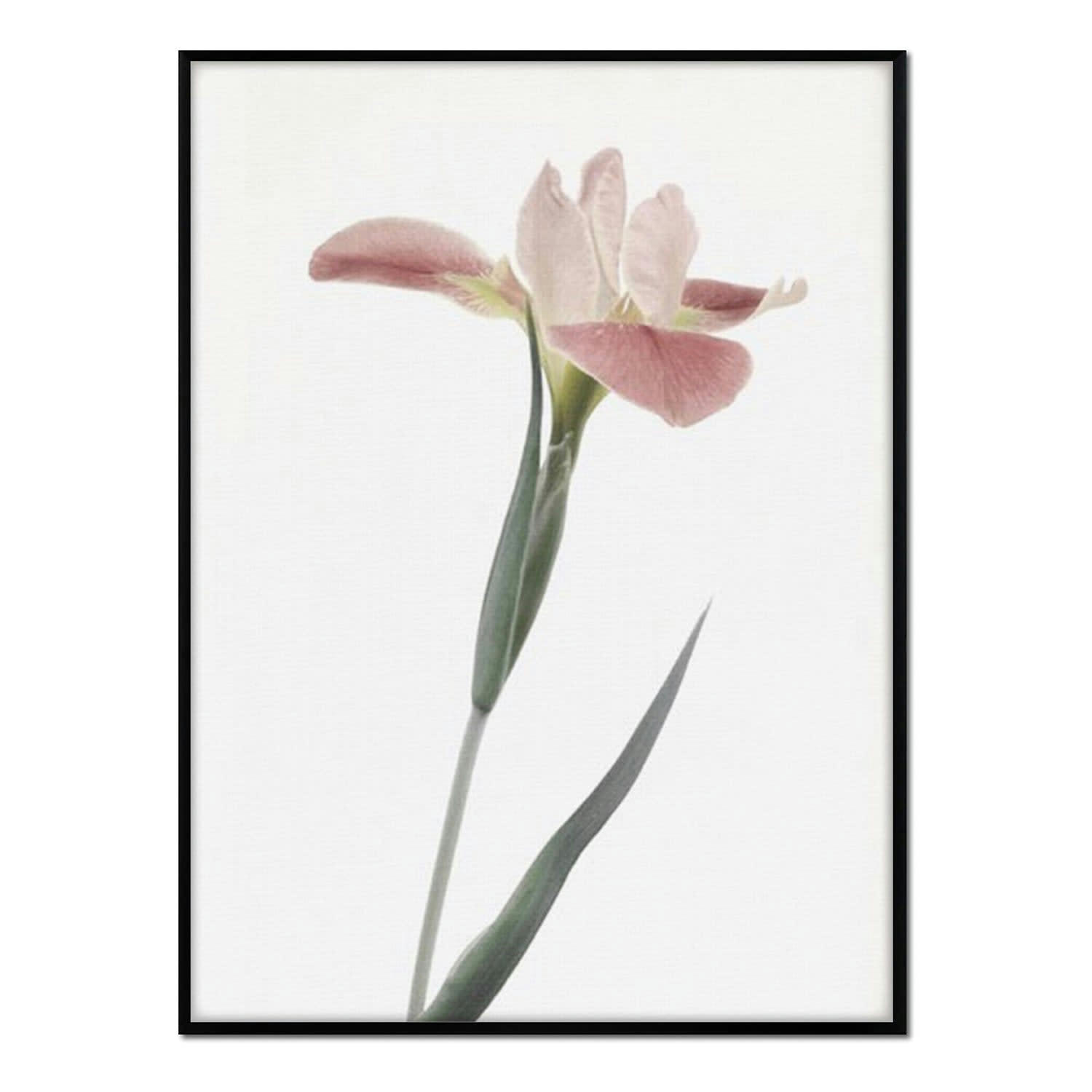 FLORES - Affiche avec cadre noir - Lily - 30x40