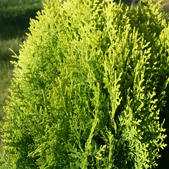 Pflanze »THUJA ORIENTALIS«, Aurea Nana, gelb