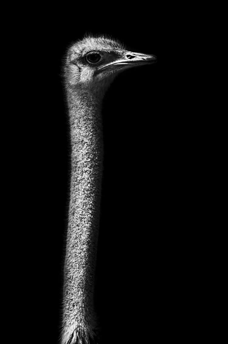 AUTRUCHE HORS SOL - Photographie d'art de Guillaume Mordacq  30x45 cm sur plexi