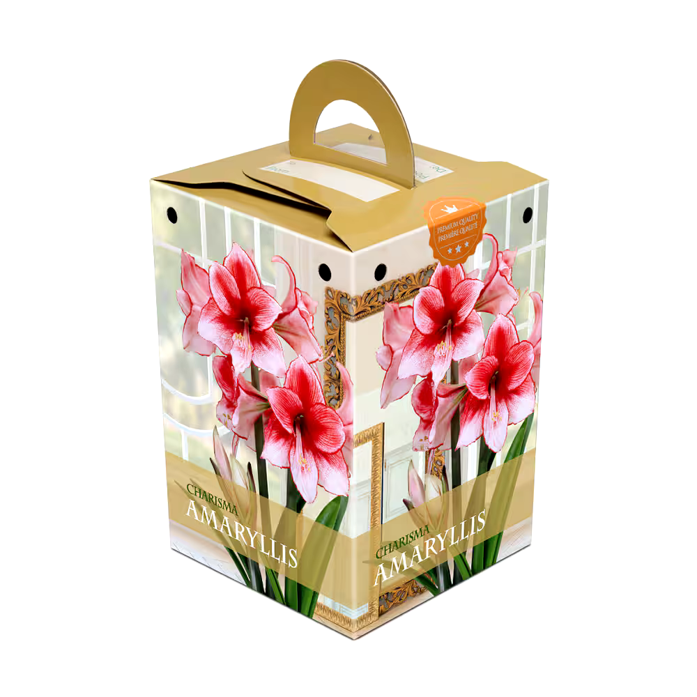 Bulbs Are Easy, Charisma Amaryllis Bulbs, Ready to Plant for your Home Garden