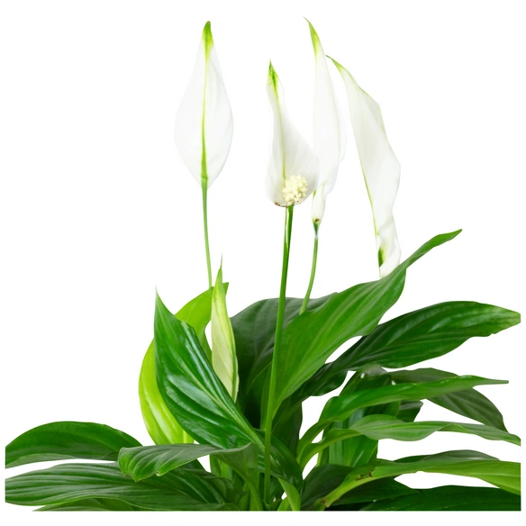 Einblatt, Spathiphyllum wallisii, Blütenfarbe: weiß