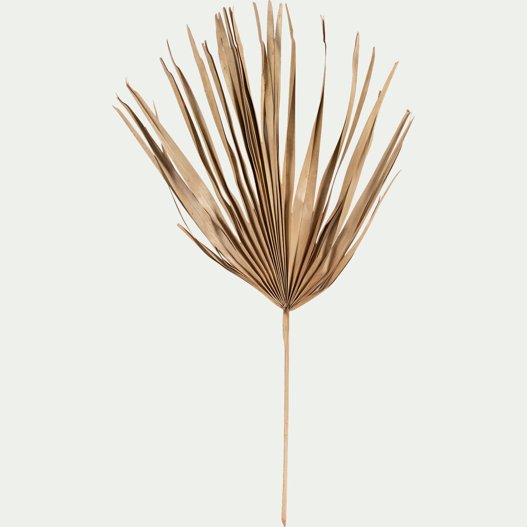 VANKA - Lot de 5 branches décoratives - naturel H75cm