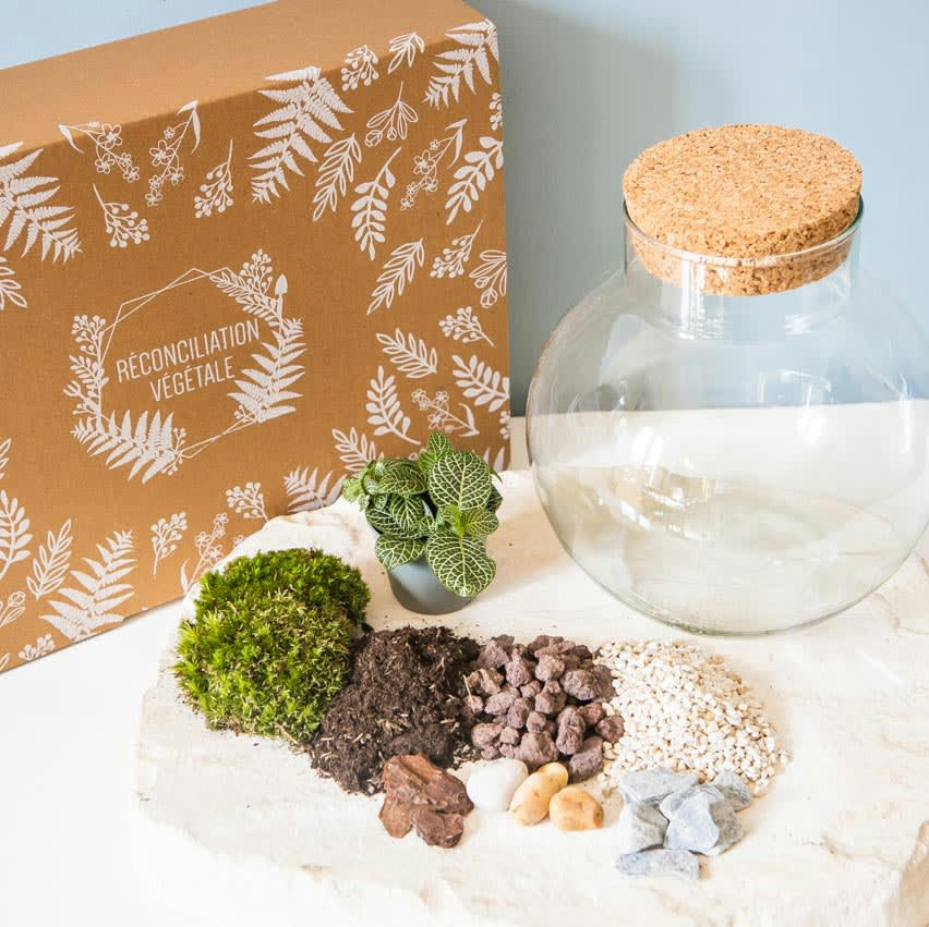 DIY - Kit pour terrarium 1 fittonia vert