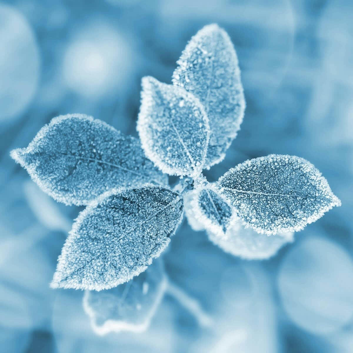 CHARME ROMANTIQUE - Tableau sur toile fleur gelée 65x65 cm