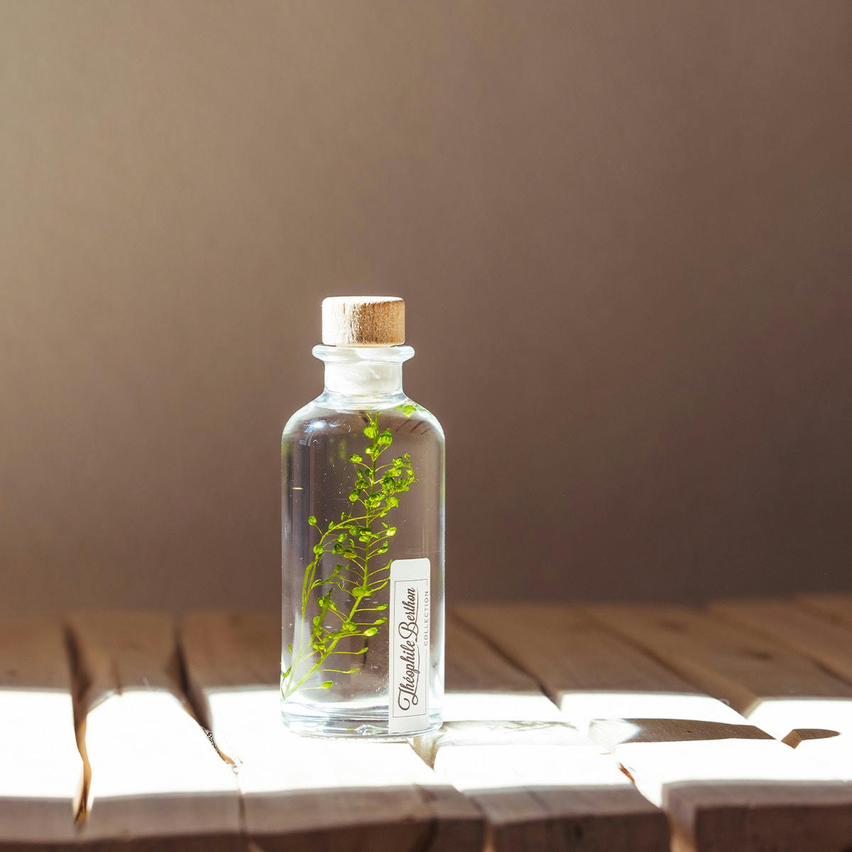 HERBARIUM DE THEOPHILE - Plante immergée Lepidium vert