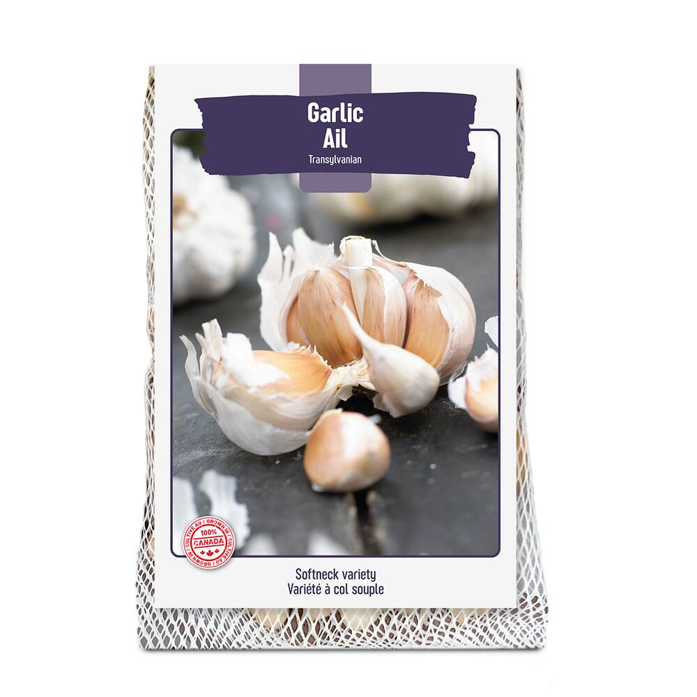 Bulbs Are Easy, Transylvanian Fall Garlic Bulb, Ready to Plant for your Home Garden