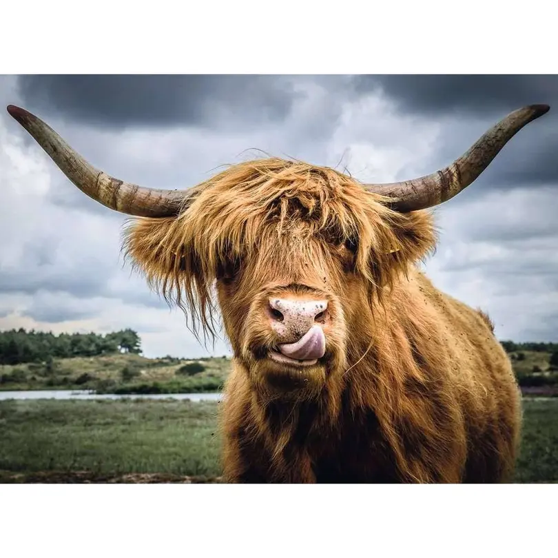 Puzzle Highland Cattle