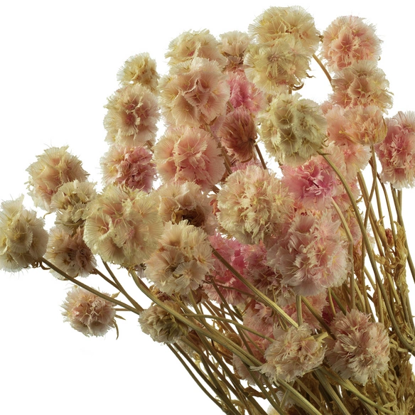 Trockenblumen »Skabiose Kugel«
