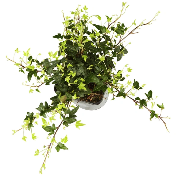 Efeu, Hedera helix »Green Ripple«, winterhart