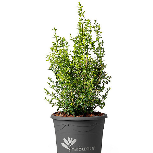 BetterBuxus Heritage - Buxus betterbuxus 'Heritage'- Boule pot 30/  cm