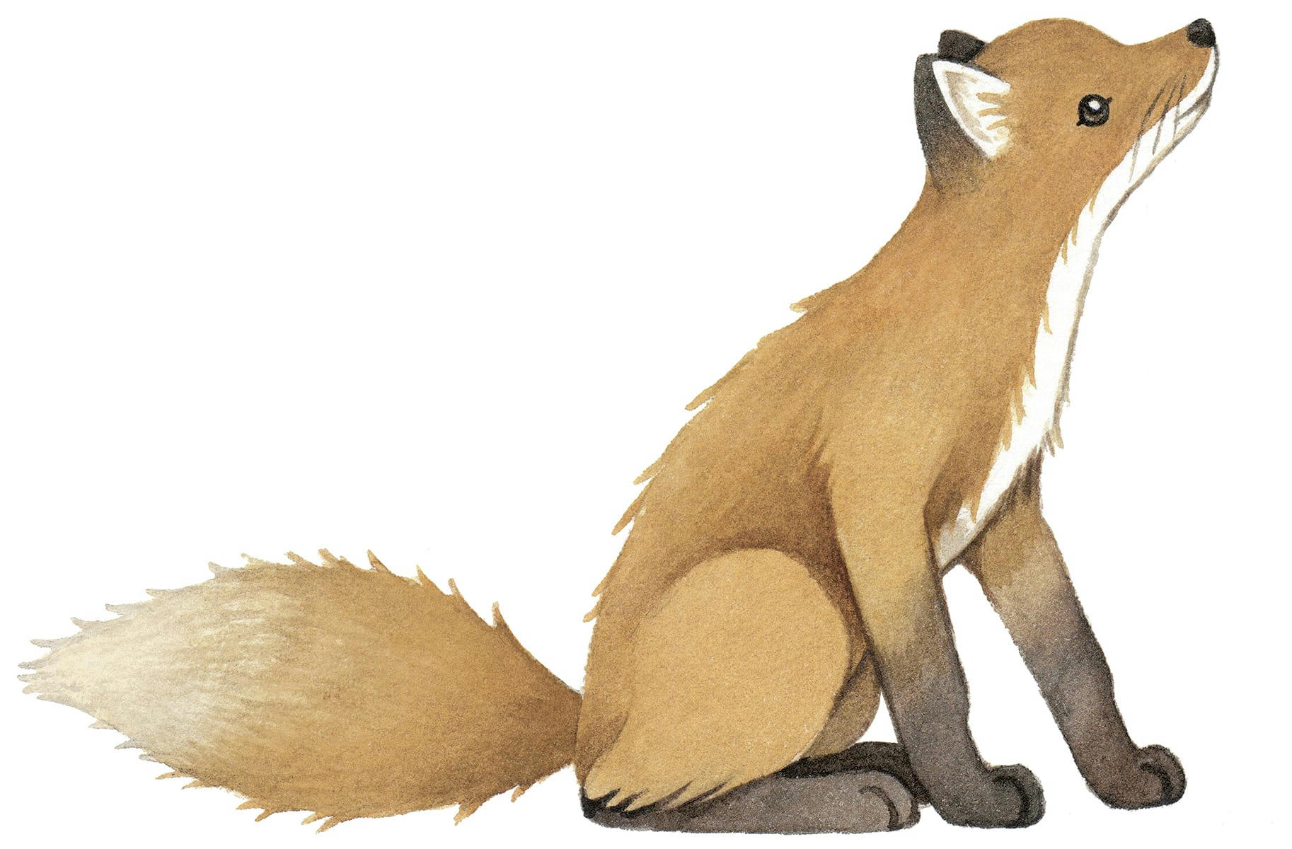 FOREST - Sticker xl renard vintage en Vinyle mat Marron 43.5x45 cm