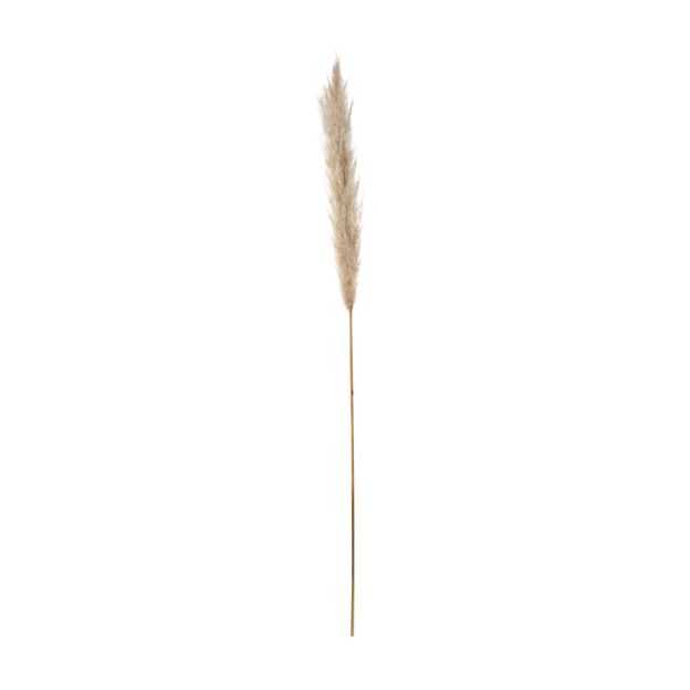 CAPIM DOS PAMPAS PLUMA
