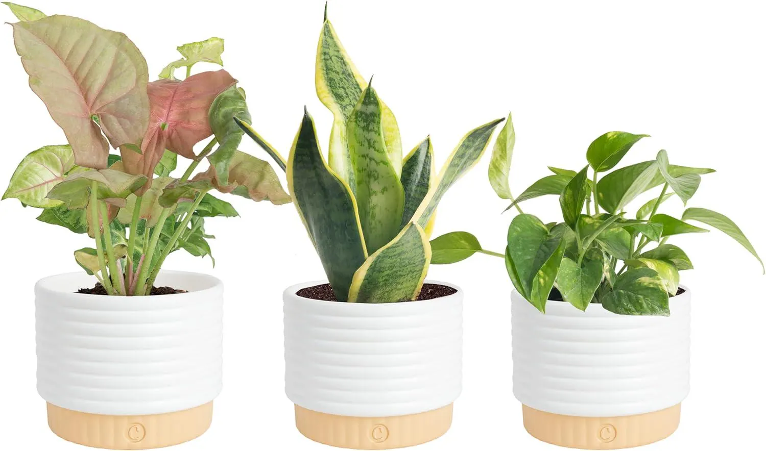 Set of 3 Easy Care Live Potted Houseplants, Assorted Indoor Plants, Home Office Decor