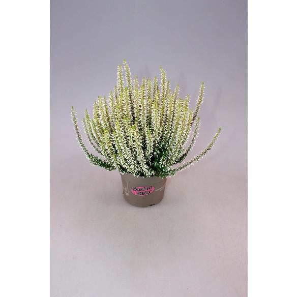 Heidekraut, max. Wuchshöhe: 30 cm, Blüte: mehrfarbig