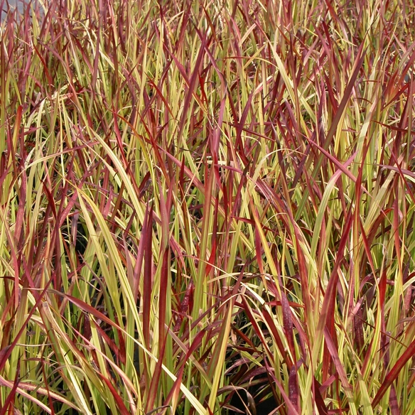 Pflanze, auffallend rotes Laub, 1 Stück