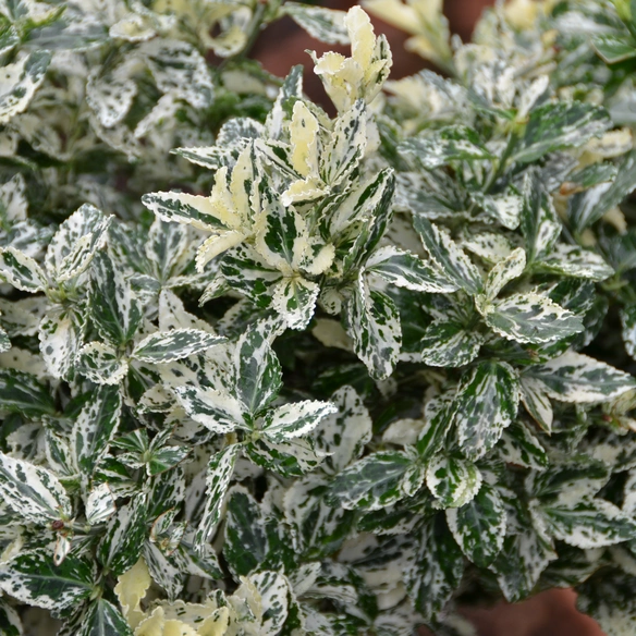 Spindelstrauch, Euonymus fortunei »Harlequin«, weiß, winterhart