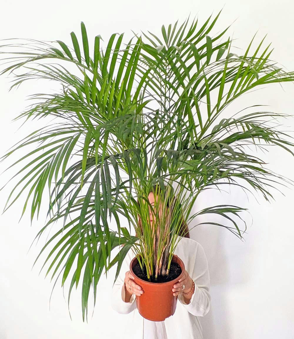 - Pablo, Palmier areca 120 cm + cache-pot